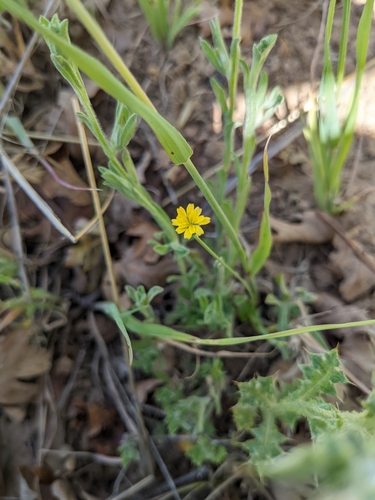 iNaturalist observation photo of Sunflowers, Daisies, Asters, and Allies