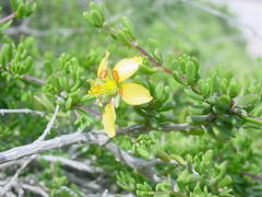 Roepera flexuosa