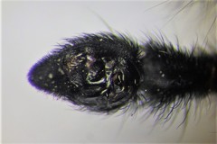 Pardosa groenlandica