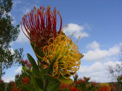 Leucospermum praecox