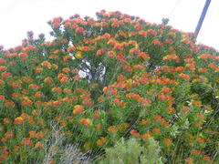 Leucospermum praecox