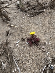 Malacothrix indecora