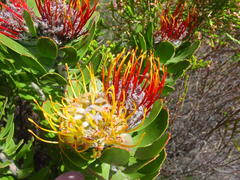 Leucospermum praecox