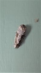 Agriophara confertella