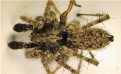 Pardosa groenlandica