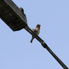 Haemorhous mexicanus