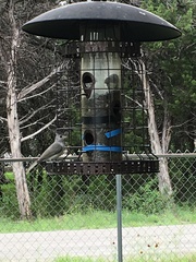 Baeolophus atricristatus