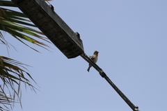 Haemorhous mexicanus