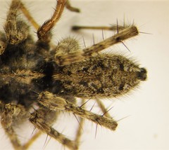 Pardosa groenlandica