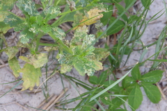 Phyllotreta chalybeipennis