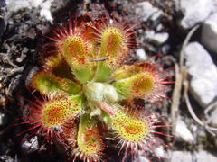 Drosera esterhuyseniae