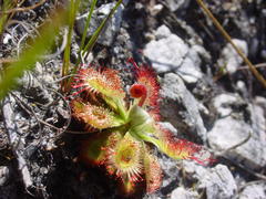 Drosera esterhuyseniae