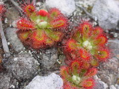 Drosera esterhuyseniae