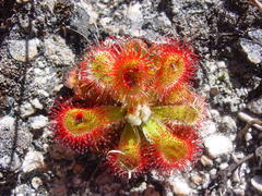 Drosera esterhuyseniae