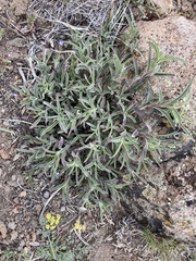 Penstemon roezlii