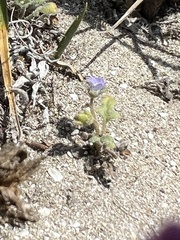Phacelia insularis insularis