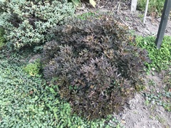 Pseudopanax discolor