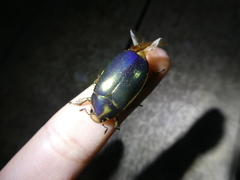 Chrysina resplendens