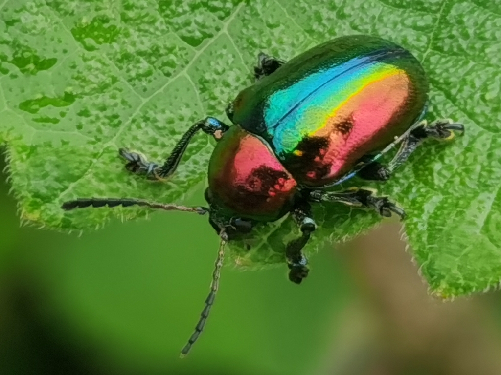 Platycorynus parryi