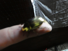 Chrysina resplendens