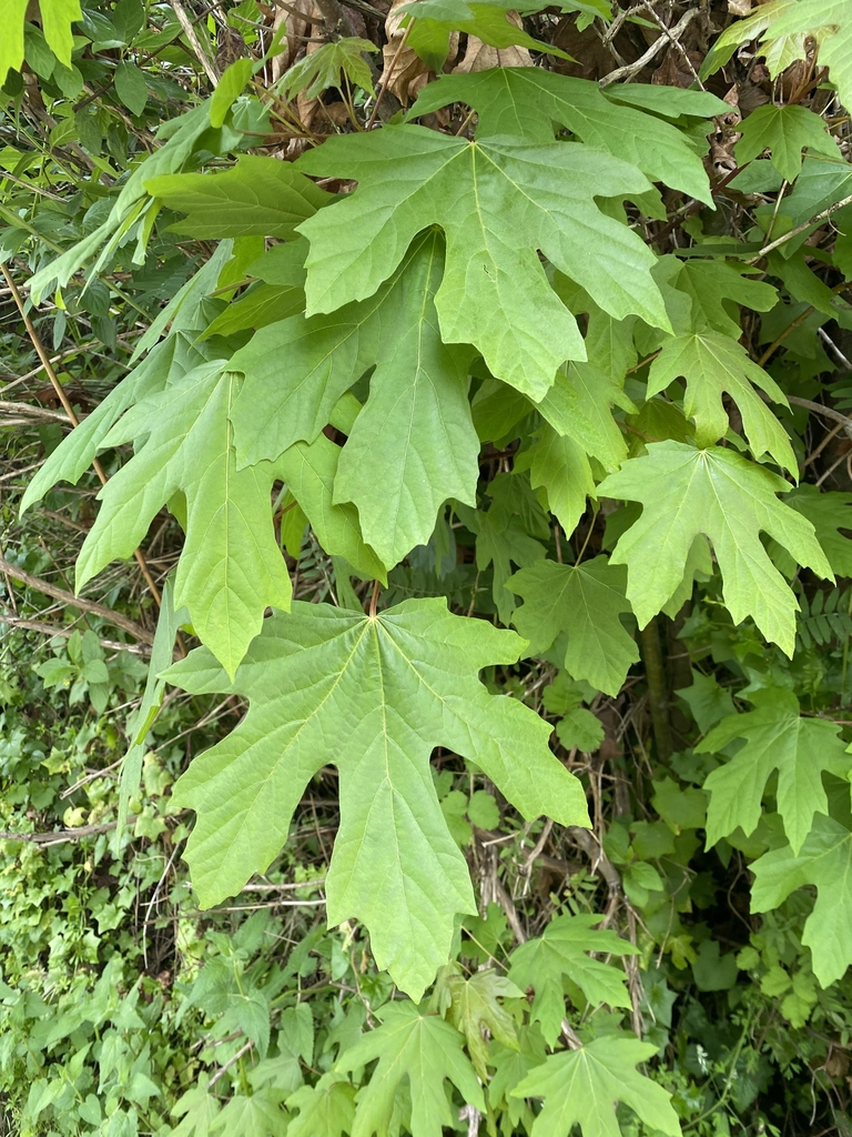 Acer macrophyllum