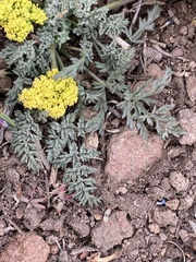 Lomatium austiniae