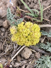 Lomatium austiniae