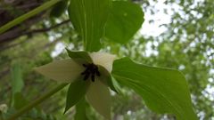 Trillium rugelii