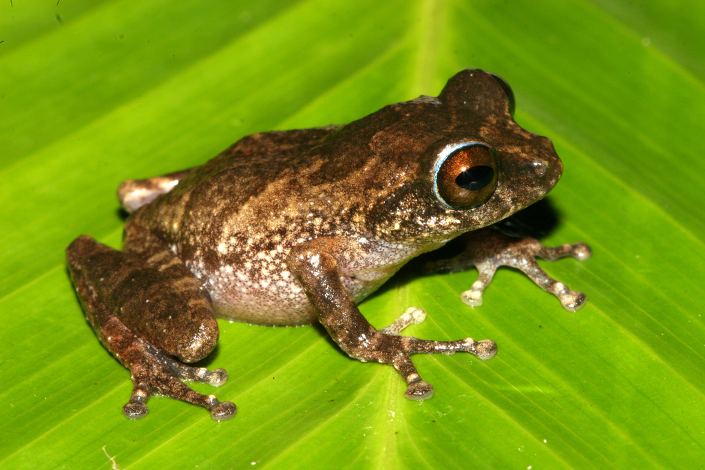 Kaikatti Bush Frog