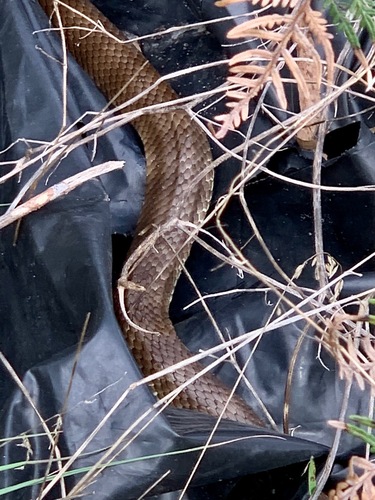 Tiger Snake sighting