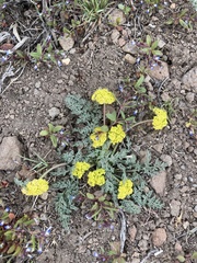 Lomatium austiniae