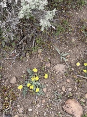 Lomatium austiniae