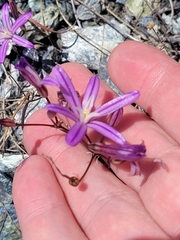 Brodiaea minor