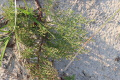 Lechea maritima