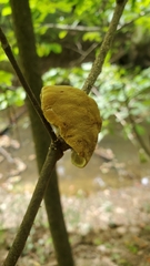 Phylloporia amplectens