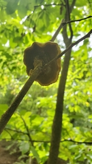 Phylloporia amplectens