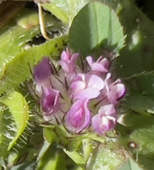 Trifolium barbigerum
