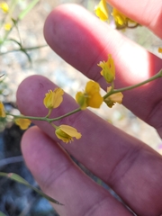 Streptanthus polygaloides