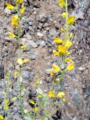 Streptanthus polygaloides