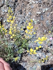 Streptanthus polygaloides