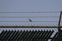 Haemorhous mexicanus