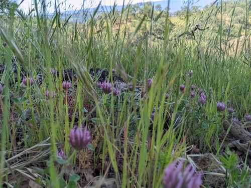 iNaturalist observation photo of Rose Clover