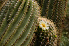 Carnegiea gigantea
