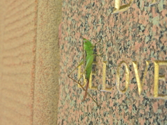 Conocephalus semivittatus