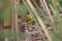 Geothlypis flavovelata