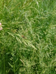 Leptopterna dolabrata