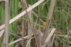 Geothlypis flavovelata