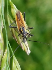 Leptopterna dolabrata