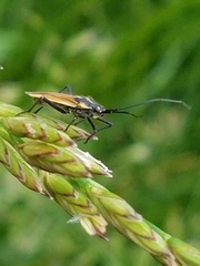 Leptopterna dolabrata