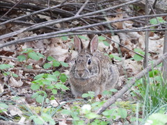 Sylvilagus floridanus